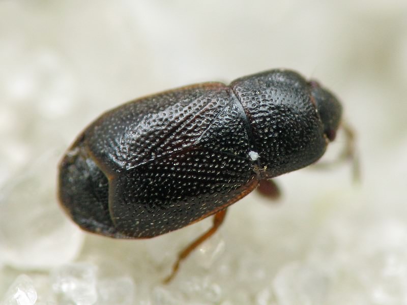 Plinthisus pusillus (Scholtz, 1847)